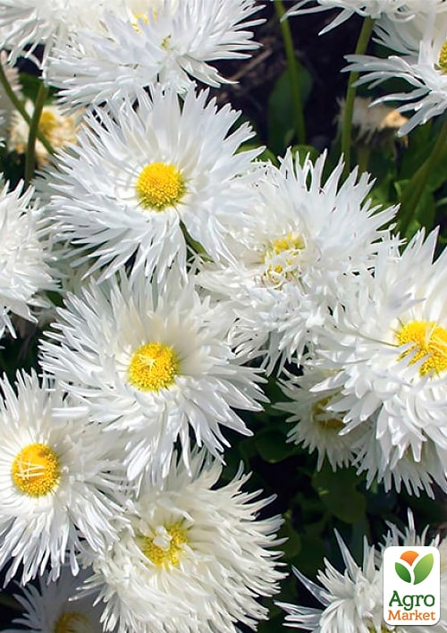 

Ромашка махровая Crazy Daisy White вазон С2