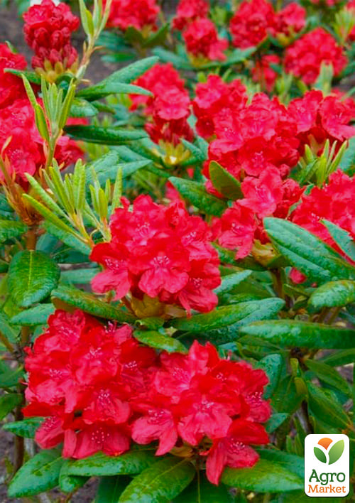 

Ексклюзив! Рододендрон рубіново-червоного кольору Вогонь великого міста (Big city fire) (преміальний, довгоквітучий, стійкий до шкідників сорт)