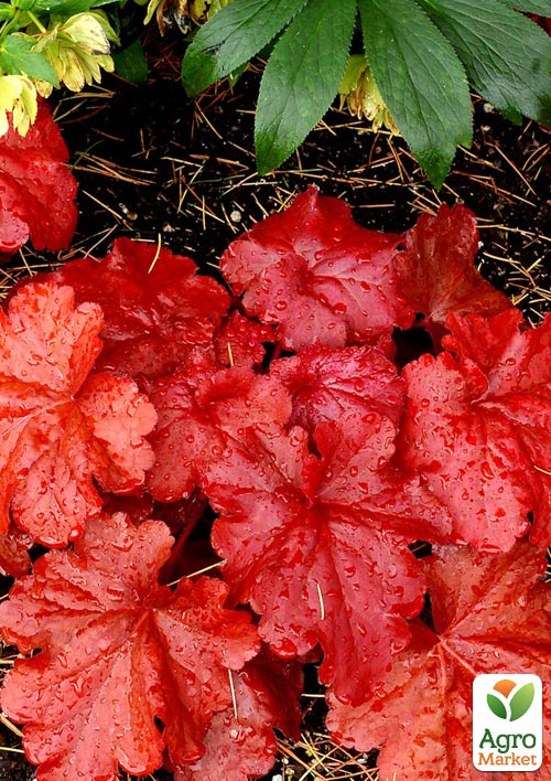 

Гейхера (Heuchera) Fire Alarm С1 (висота 15-30см)