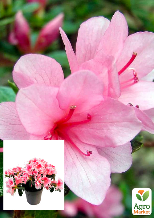 

Рододендрон комнатный Rose