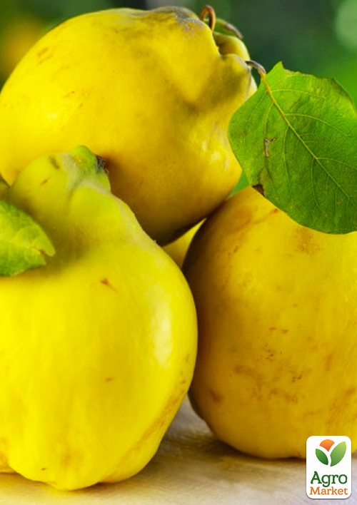 

Айва яблоковидная Лесковак (Leskovac) (осенний сорт, средний срок созревания)