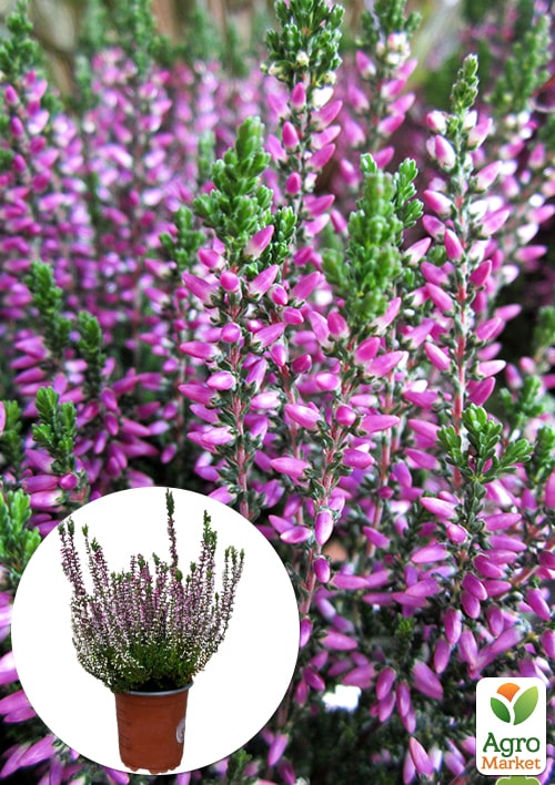 

Верес звичайний Laura