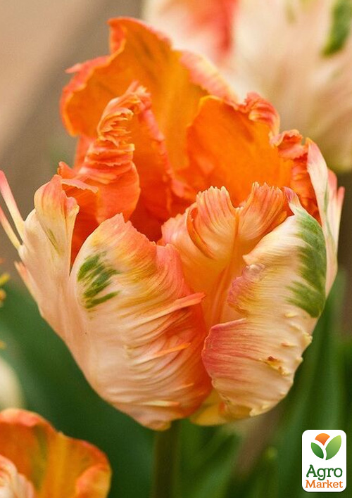 

Тюльпан Apricot Parrot