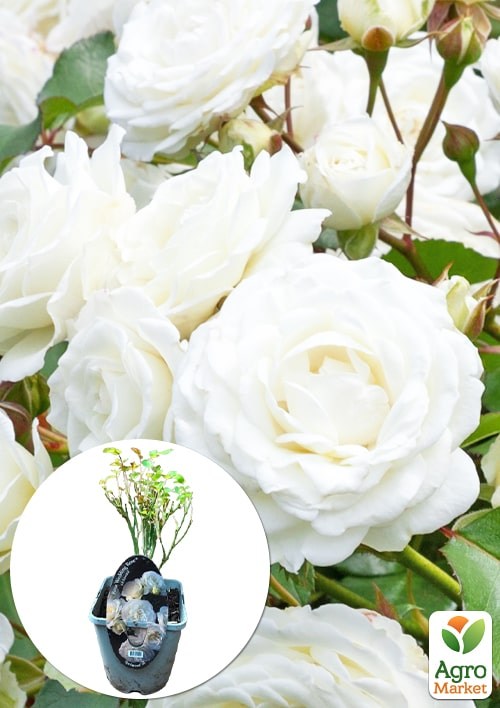 

LMTD Роза 2-х летняя Wedding White (укорененный саженец в горшке, высота 25-35см)