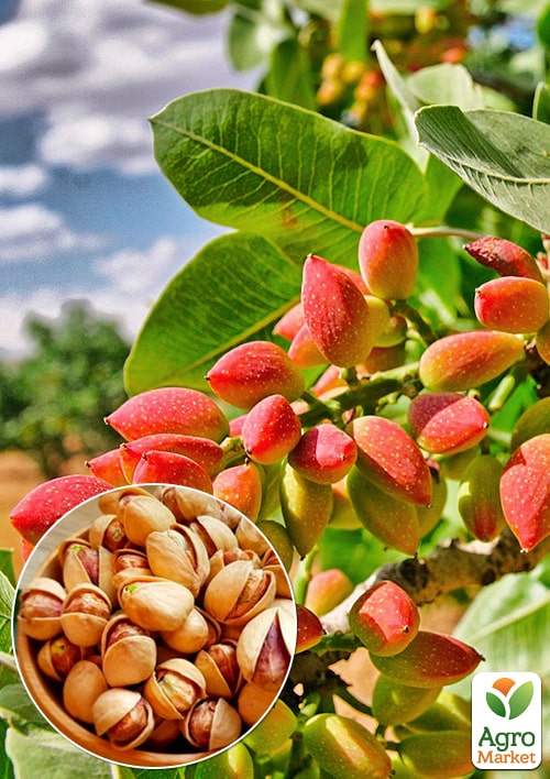 

Фісташка 2-х річна Киргизька (морозостійка, не схильна до хвороб)