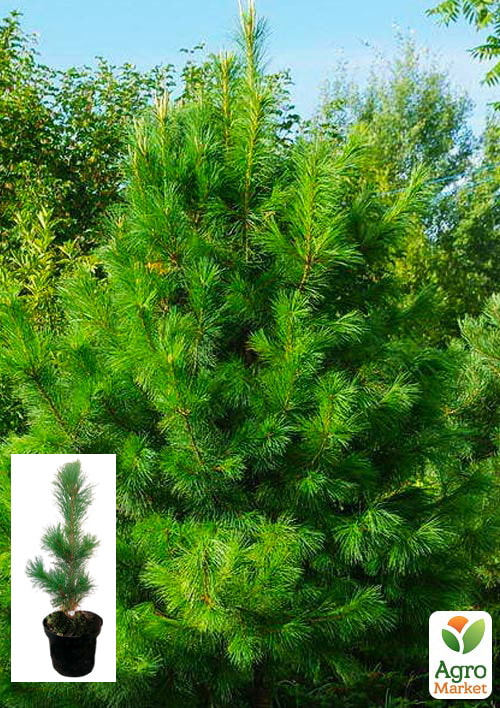 

Сосна кедрова (Pinus cembra) S3, висота 25-30см