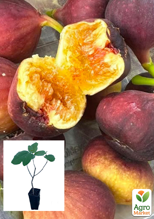 

Інжир «Одеський Абориген» саджанець 2 роки (ремонтантний, великоплідний сорт, середній термін дозрівання)