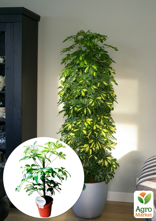 

Шеффлера ряболиста Luseana