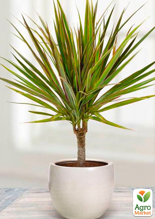 

Драцена Bicolor