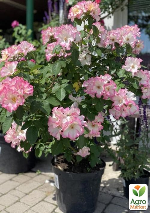 

Роза флорибунда(мускусная) Liola (саженец класса АА+) высший сорт