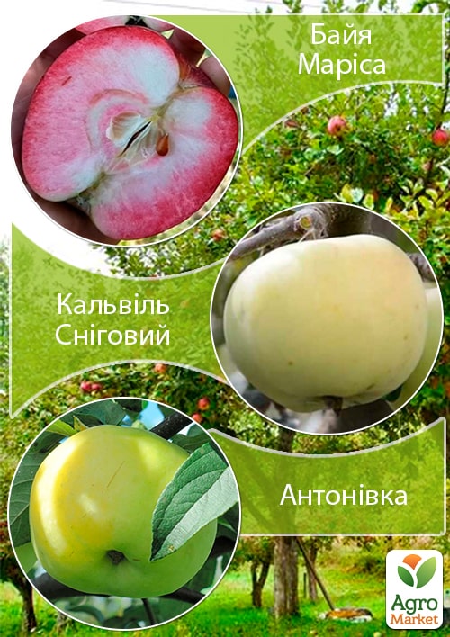 

Дерево-сад Яблуня Байя Маріса+Кальвіль Сніговий+Антонівка вкорінений у контейнері (саджанець 2 роки)