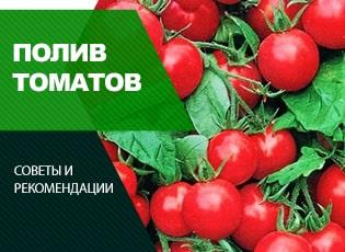 Полив помидор: как часто поливать помидоры - Agro-Market