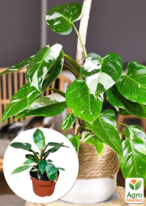 

LMTD Филодендрон White Princess высота 15-30см