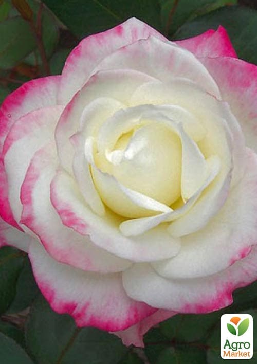 

Роза чайно-гибридная Атэна (саженец класса АА+) высший сорт