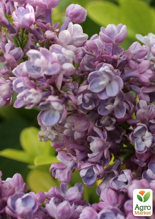 

Сирень тёмно-лиловая Katherine Havemeyer