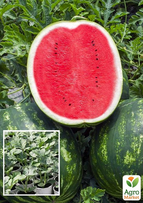

Рассада Арбуз «АУ Продюсер» (фермерское взращивание), 1шт в упаковке
