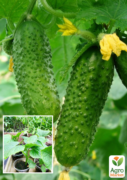 

Розсада Огірок «ЧайковськийF1» (фермерське вирощування), 1шт в упаковці