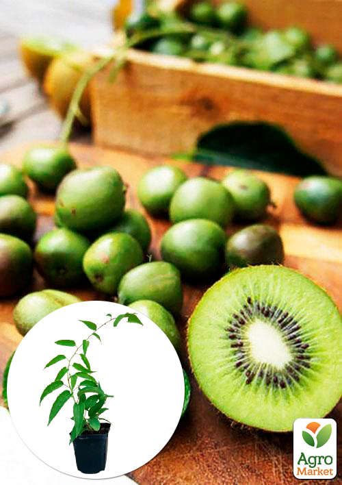 

Актинидия Асия самоопыляемый! (мини-киви, самоплодный сорт, поздний срок созревания)