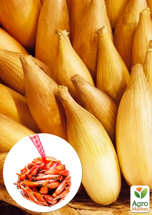 

Голландська цибуля-сіянка 0.5кг (арбажейка) середній, подовжений, золотистий Бамбергер