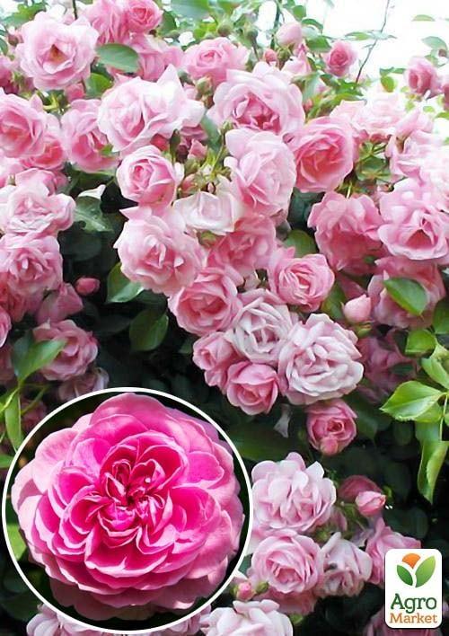 

Троянда плетиста Чаплінз Пінк (саджанець класу АА +) вищий сорт