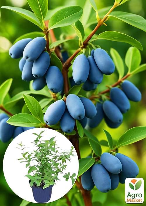 

Жимолость 2х-летняя Бореал Близзард (поздний срок созревания, крупноплолдный сорт) С1,5