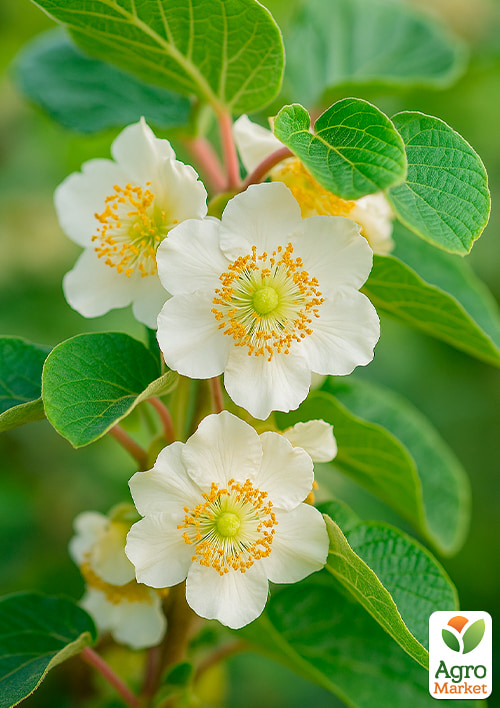 

Ківі чоловічий запилювач Томурі (Один саджанець запилює до 5-6 рослин!)