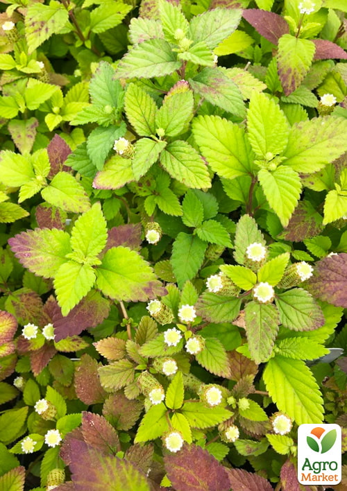 

Солодка трава ацтеків «Lippia dulcus» (підсолоджувач, лікарська рослина)