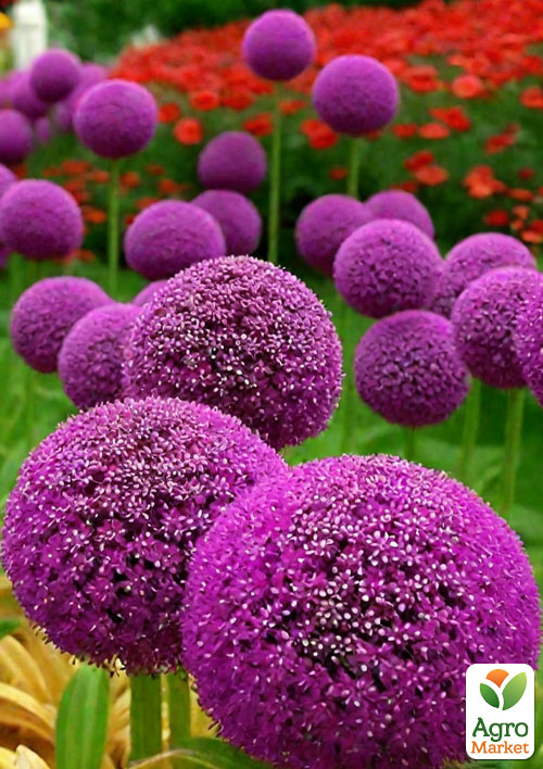 

Аллиум Purple Sensation