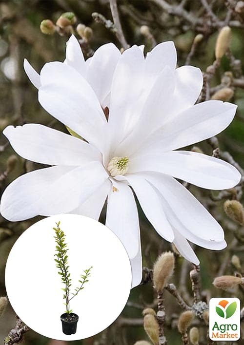 

Магнолія 4-х річна Stellata (висота 80-110см)
