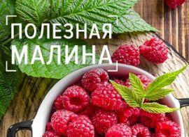 Малина – не только вкусная ягода: оцениваем состав полезных веществ