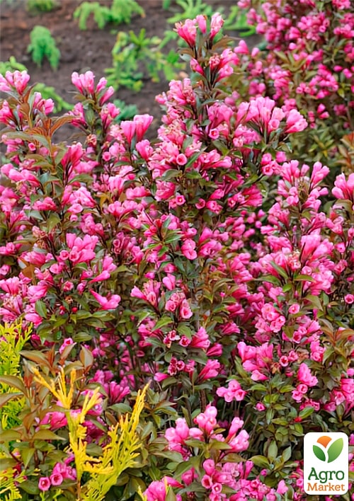 

Вейгела Viktoria (Weigela Florida)