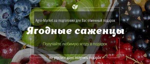 Получайте любимую ягодную культуру в подарок! Получайте любимую ягодную культуру в подарок!