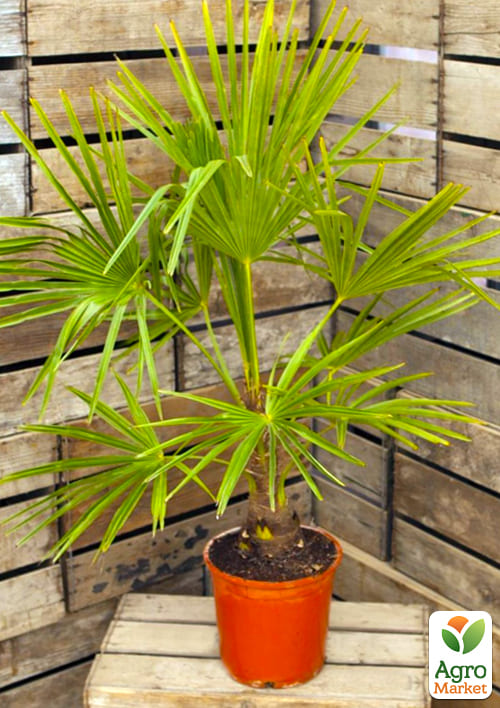 

LMTD Трахікарпус Fortunei висота 20-40см