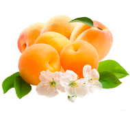 Унікальні сорти абрикоса