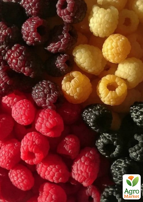 

Подарунок! Ягідний саджанець Спокуса