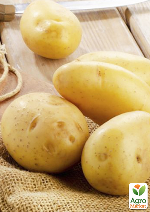 

Картопля Саншайн насіннєва ультрарання (1 репродукція) 1кг