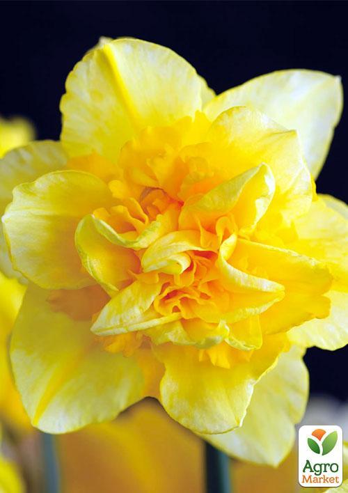 

Нарцисс Dick Wilden (размер 10/12 , крупный)