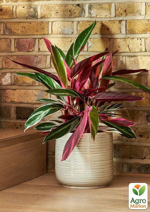 

Калатея Triostar висота 30-40см