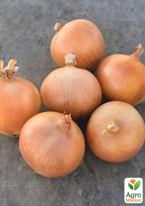 Голландский лук-севок 0.5кг (арбажейка) ранний, желтый "Braxton"