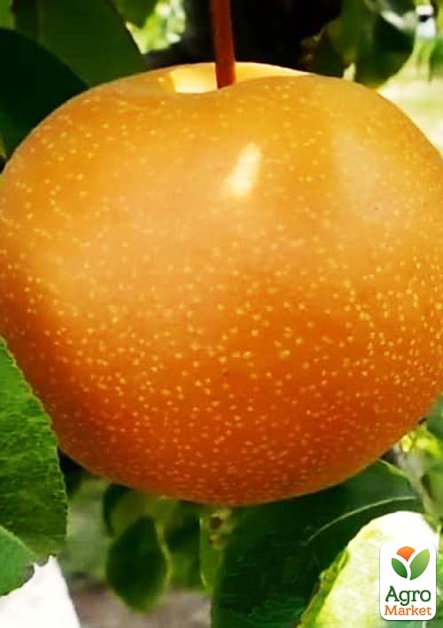 

Азіатська груша Хоюро