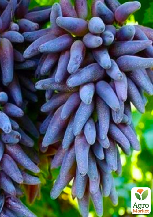 

Виноград Ведьмины пальцы (Witch Fingers) (уникальный сорт)