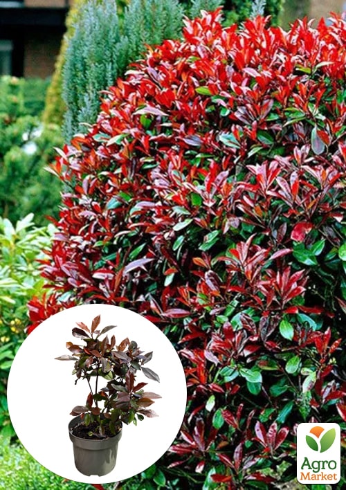 

LMTD Фотиния Red Robin 45-55см