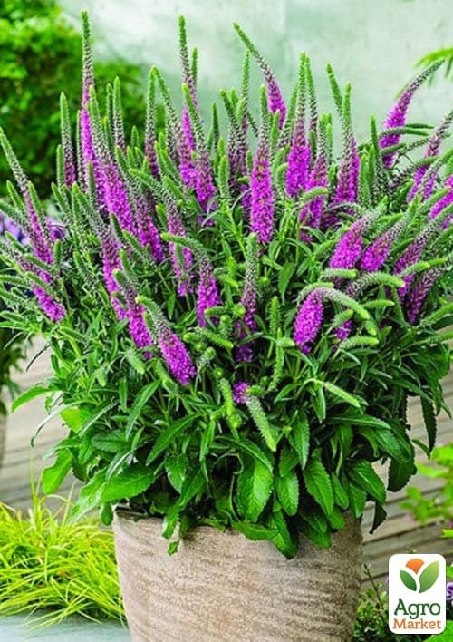 

Вероніка Amethyst Plume вазон С2
