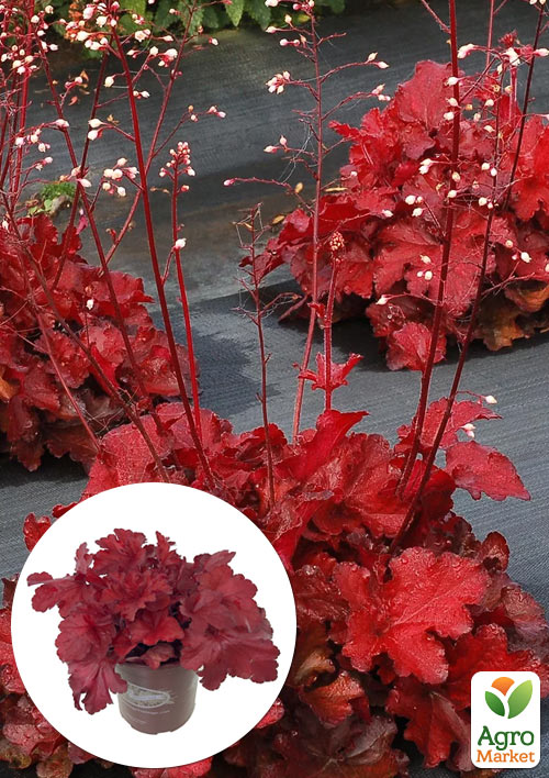 

Гейхера (Heuchera) Forever Red