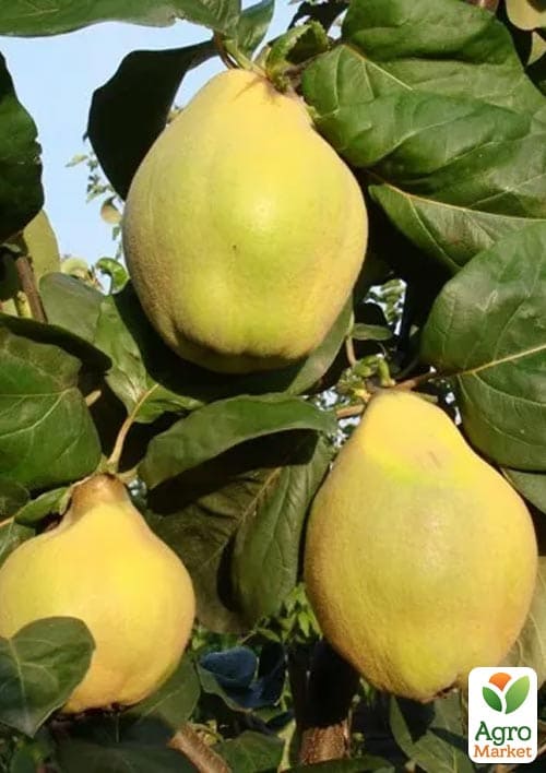 

Айва грушоподібна Чемпіон