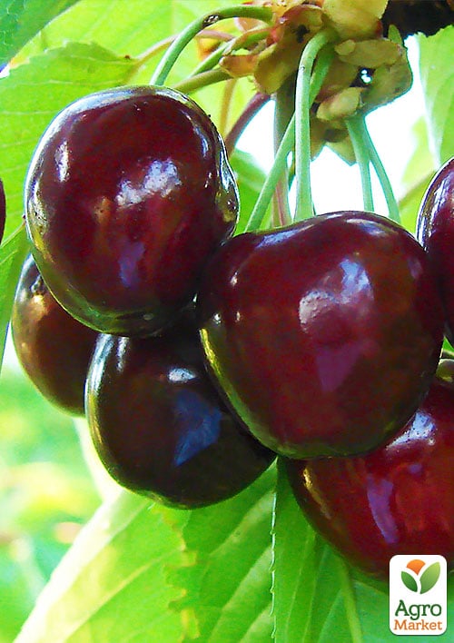 

Черешня Техлован (поздний срок созревания, конец июня - начало июля)