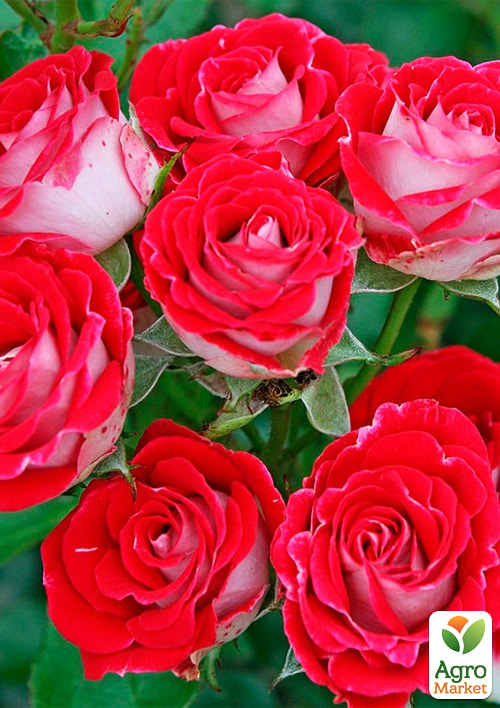 

Ексклюзив! Троянда дрібноквіткова (спрей) Іль Міо (Il Mio) (саджанець класу АА+) вищий сорт