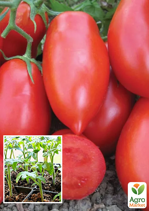 

Розсада Томат «Рочча F1» (фермерське вирощування)