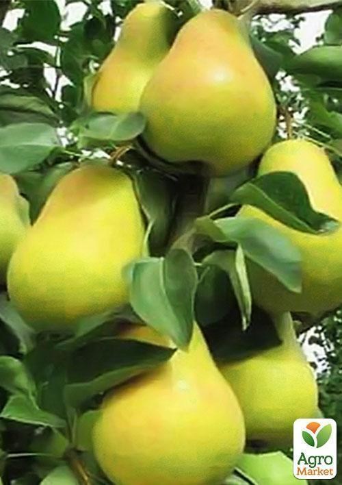 Груша колоновидна "Діалог" (осінній сорт) 1 саджанець в упаковці