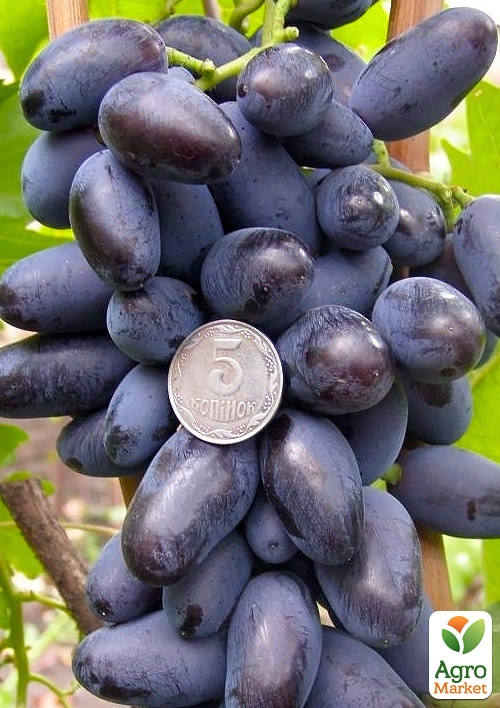 

Ексклюзив! Виноград Байконур